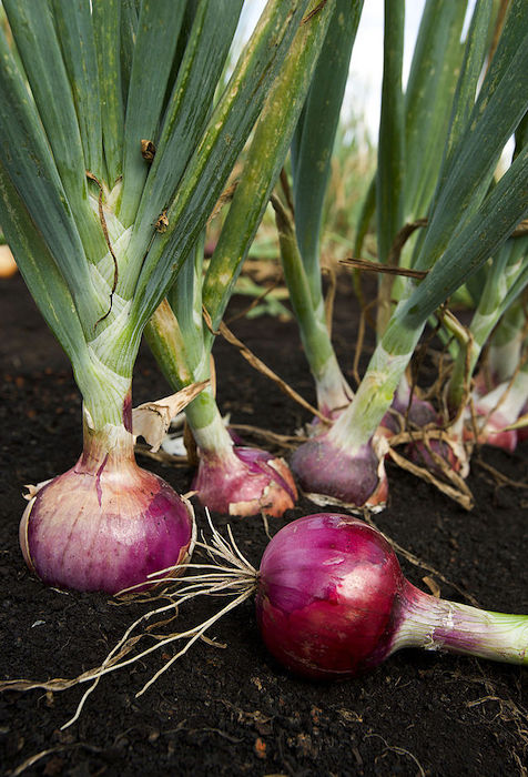 Uprooted red onions on ground